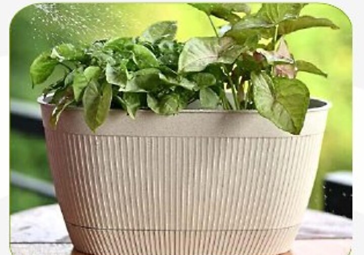 Eval Self-watering Planter