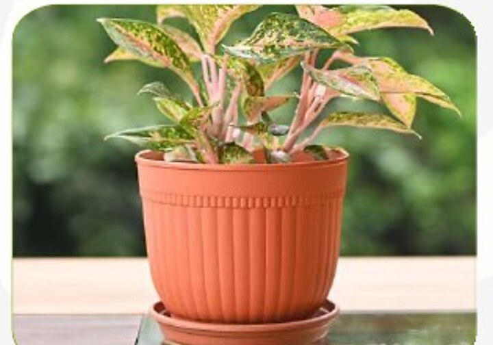 Petal Pot with Tray
