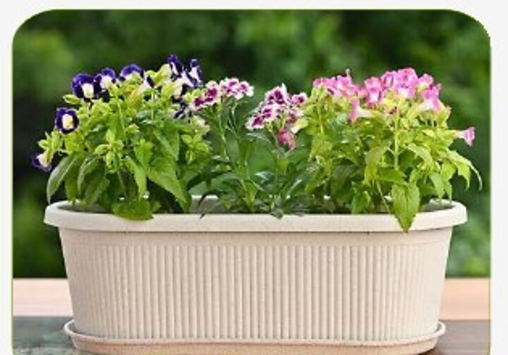 Regalia Pot with Tray