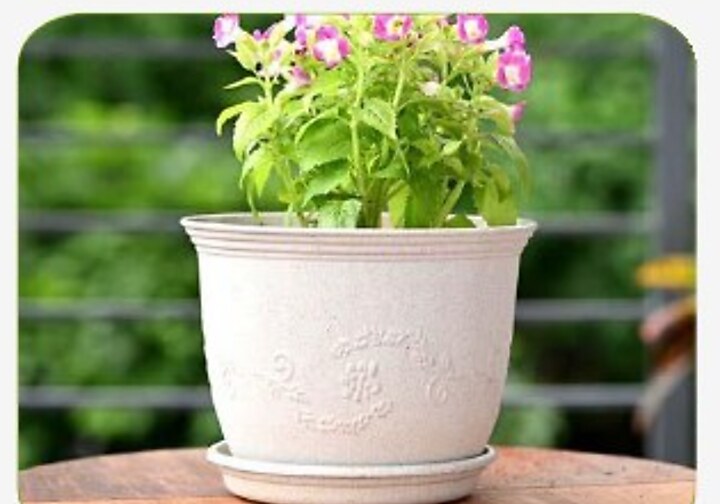 Leafy Pot with Tray
