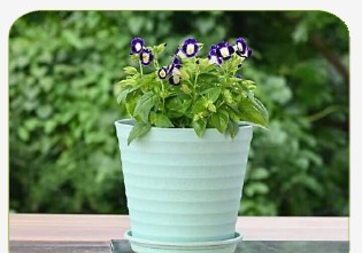 Linea Pot with Tray