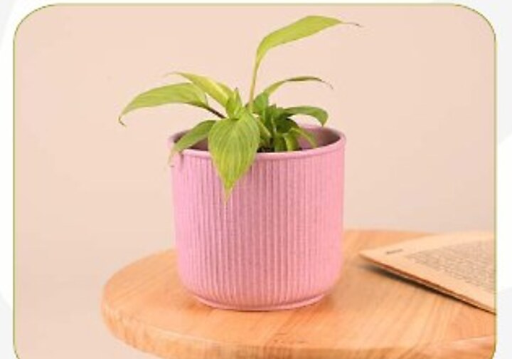 Statement Table Top Planter