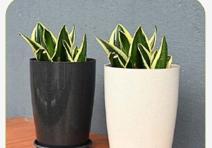 Cypress Planter